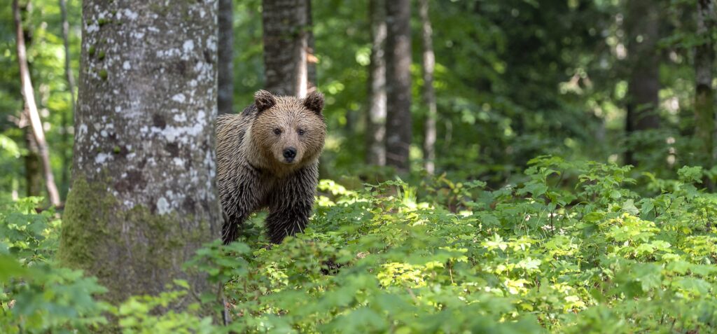 Bears of Slovenia Photo Tour