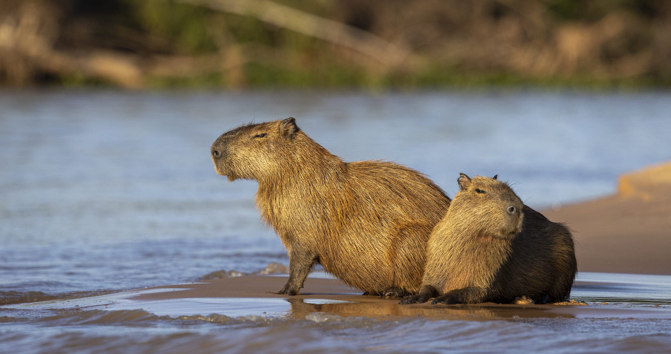 Capybara on the riverbank