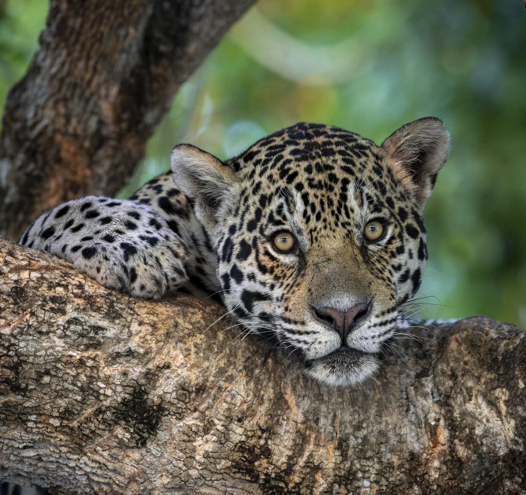Jaguar in a tree looking at the camera