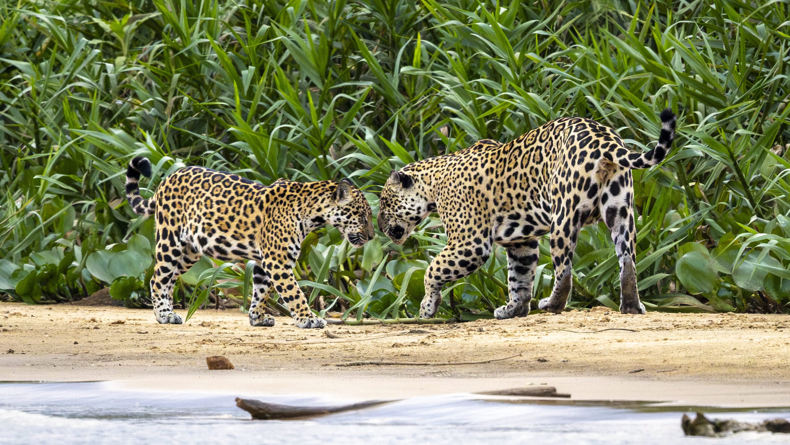 Jaguar with cub
