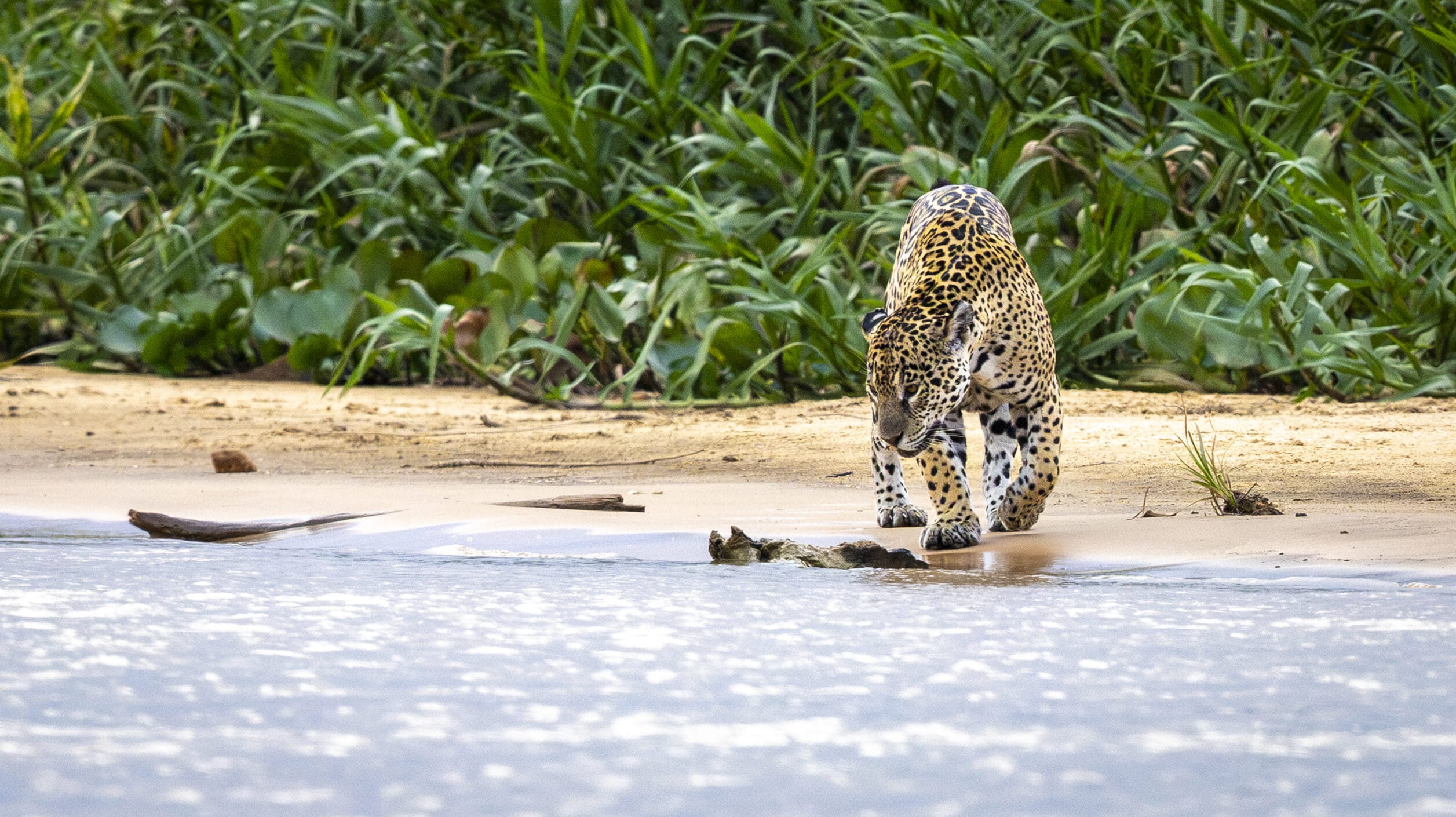 Jaguar on the riverbank