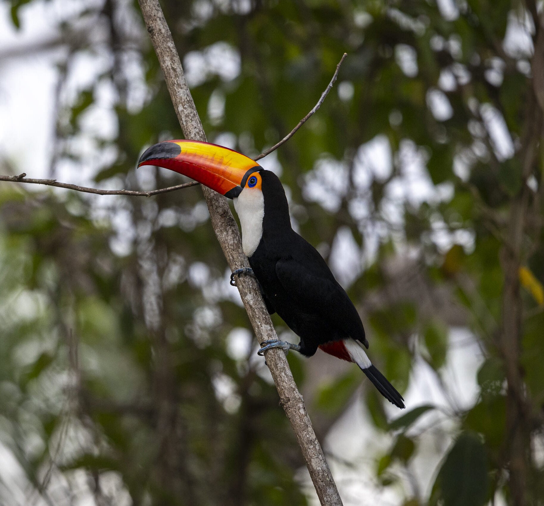 Toucan in a tree