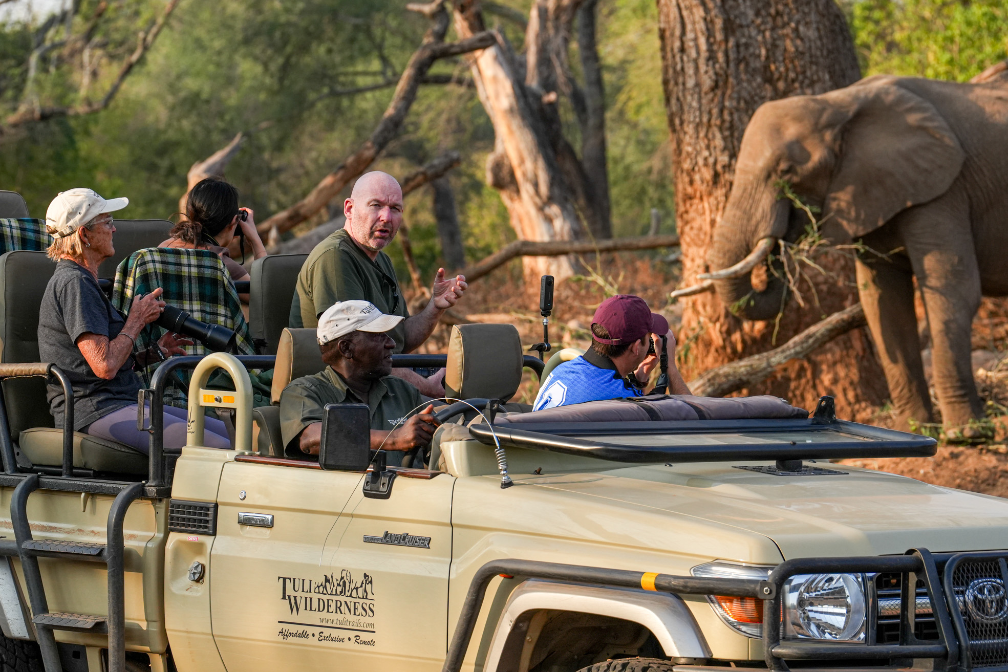 A group of people on a safari vehicle observing and photographing an elephant eating branches near a tree.