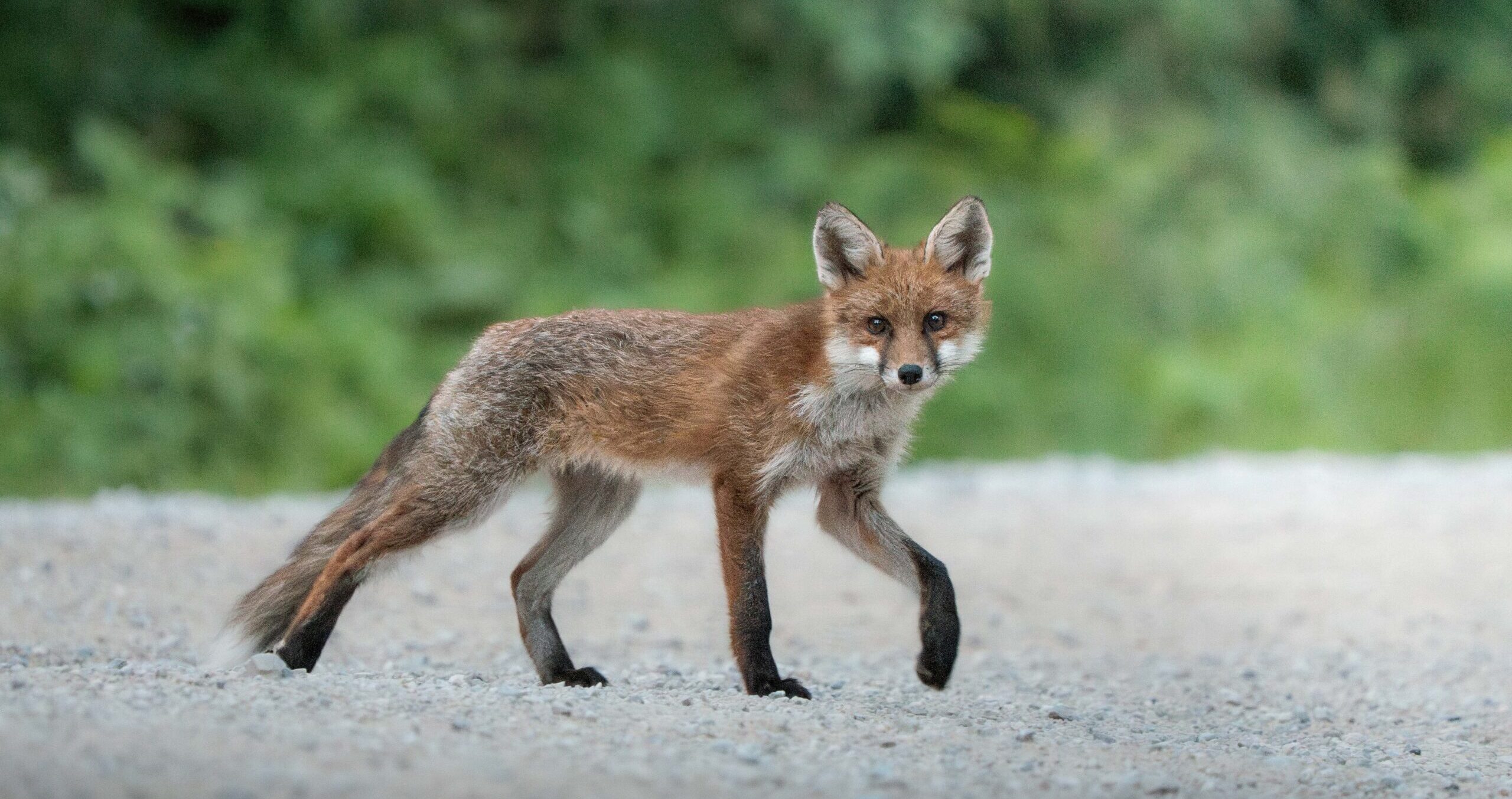 A red fox walks alertly across a gravel path with lush greenery behind, photographed during the Bears of Slovenia Tour with Penda Photo Tours.
