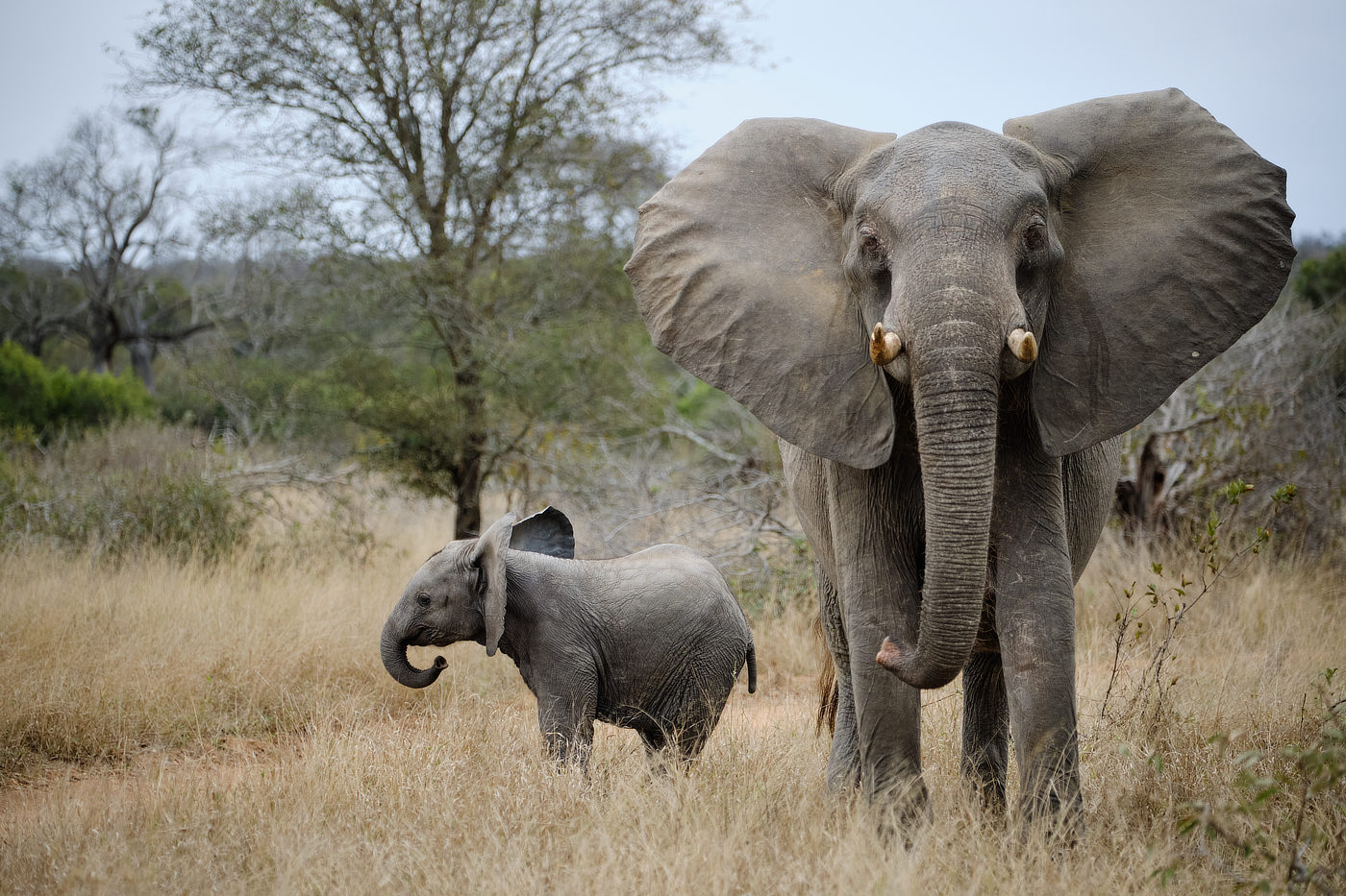 An adult elephant and a baby elephant standing in a grassy savannah with trees in the background