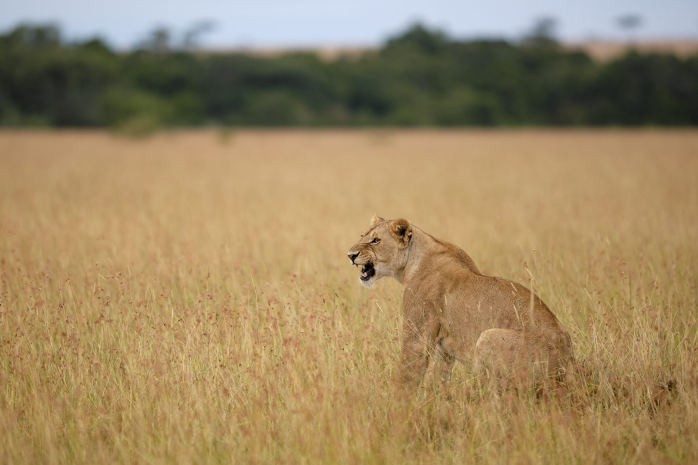 A lioness sitting in a vast grassy field, looking alert with her mouth slightly open