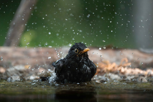 A blackbird bathes energetically, sending water droplets flying against a soft green backdrop, captured during the Bears of Slovenia Tour with Penda Photo Tours.