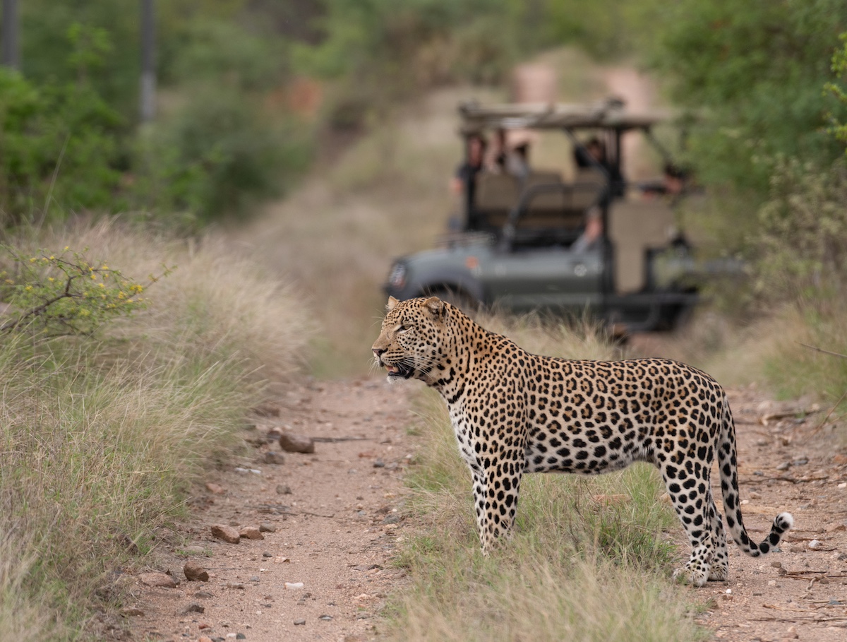 A leopard standing on a dirt road surrounded by grass, with a safari vehicle and passengers observing in the background.