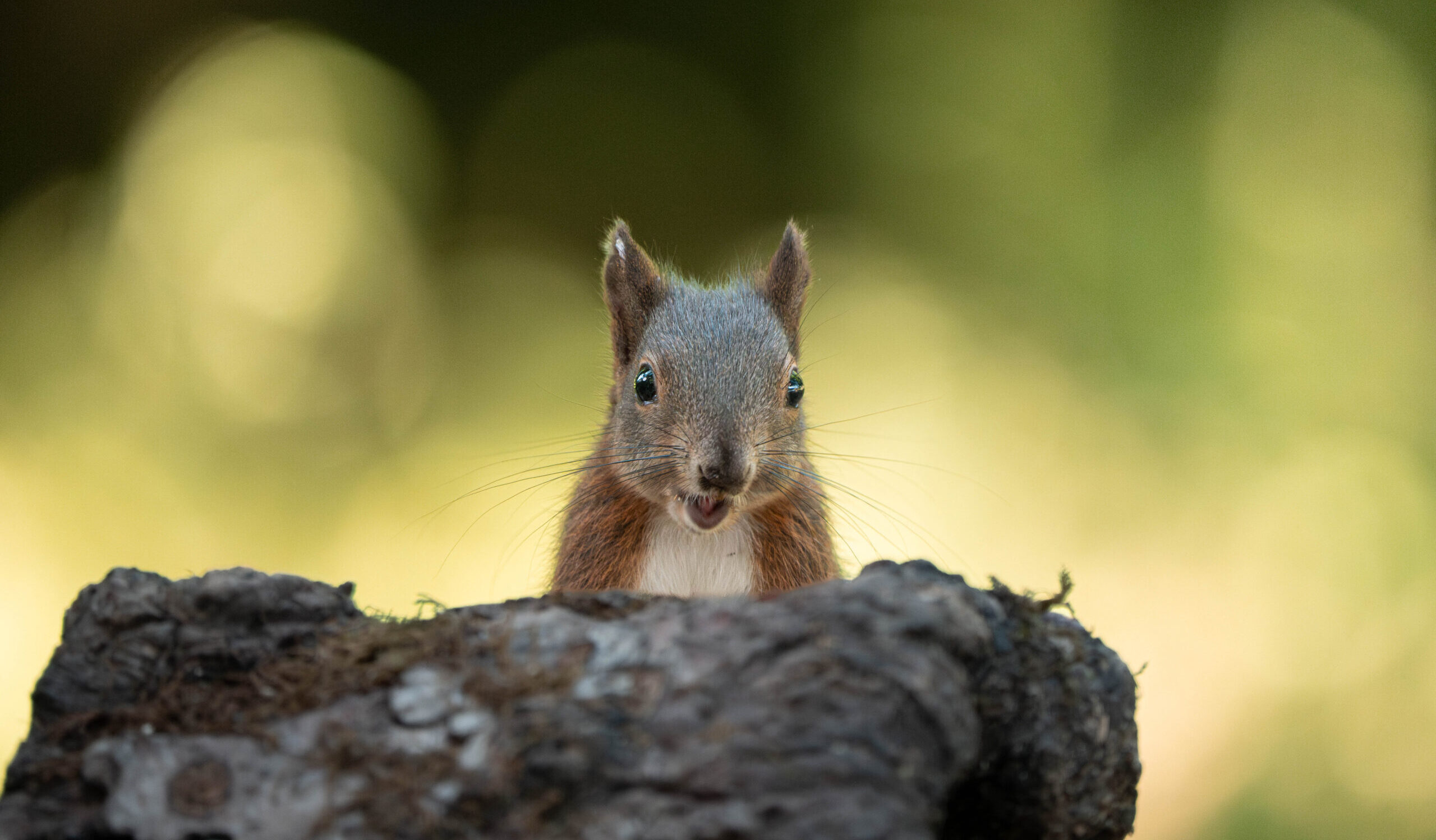 A curious red squirrel peeks over a mossy tree stump against a soft golden-green background, photographed during the Bears of Slovenia Tour with Penda Photo Tours.