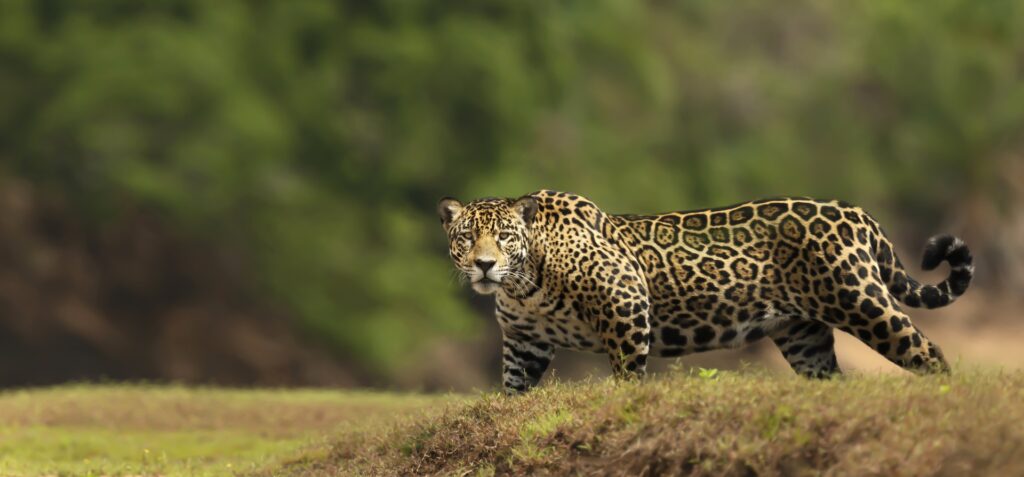 Jaguars of the Pantanal Photo Tour