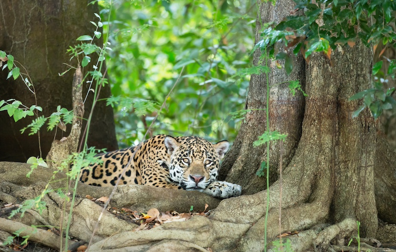 Jaguar photo tour