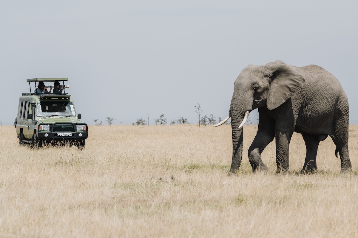 An elephant walking in a grassy field with a safari vehicle in the background carrying people with cameras