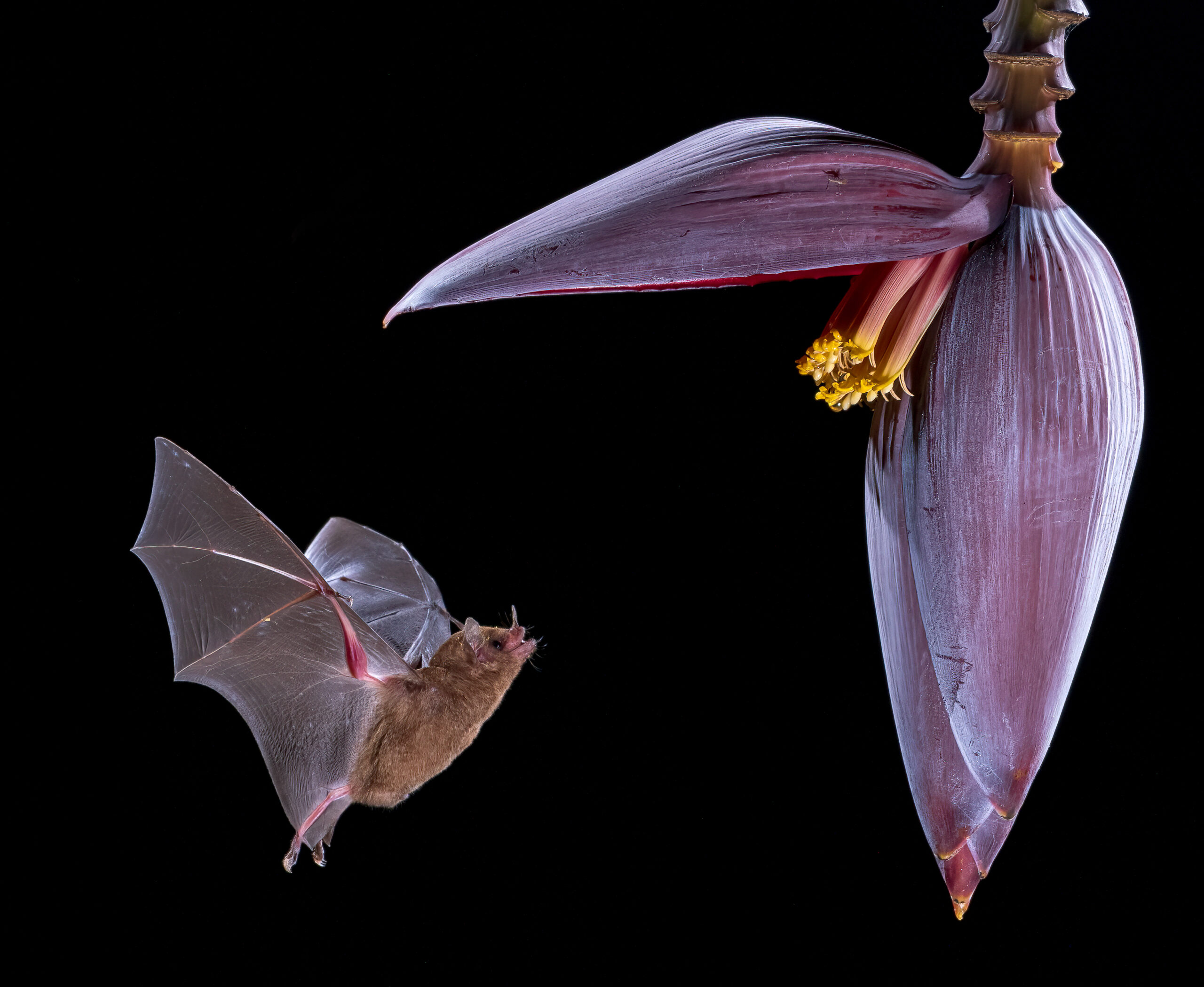 A bat flying toward a purple flower with yellow stamens