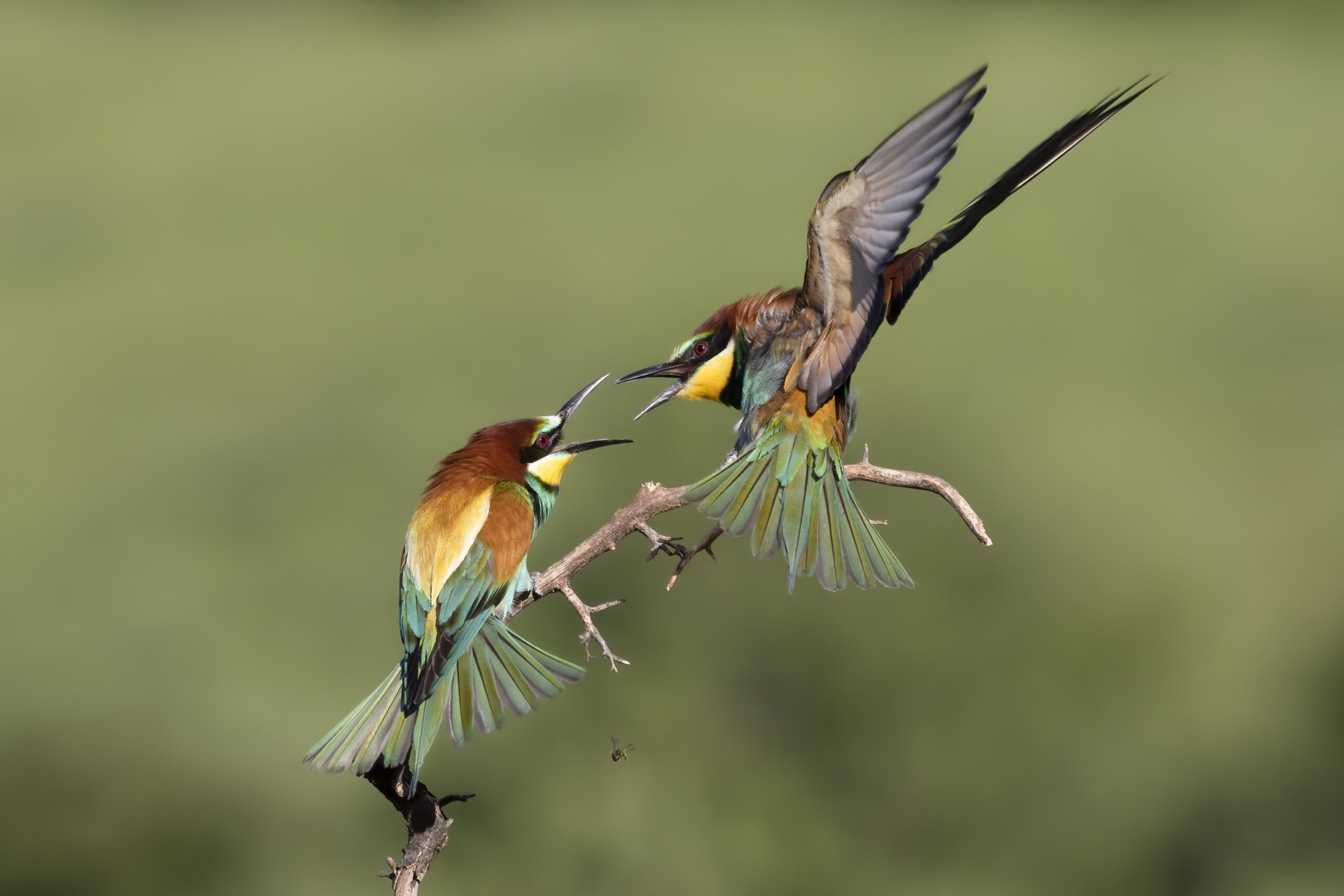 Two colorful birds on a branch, one flying and one sitting