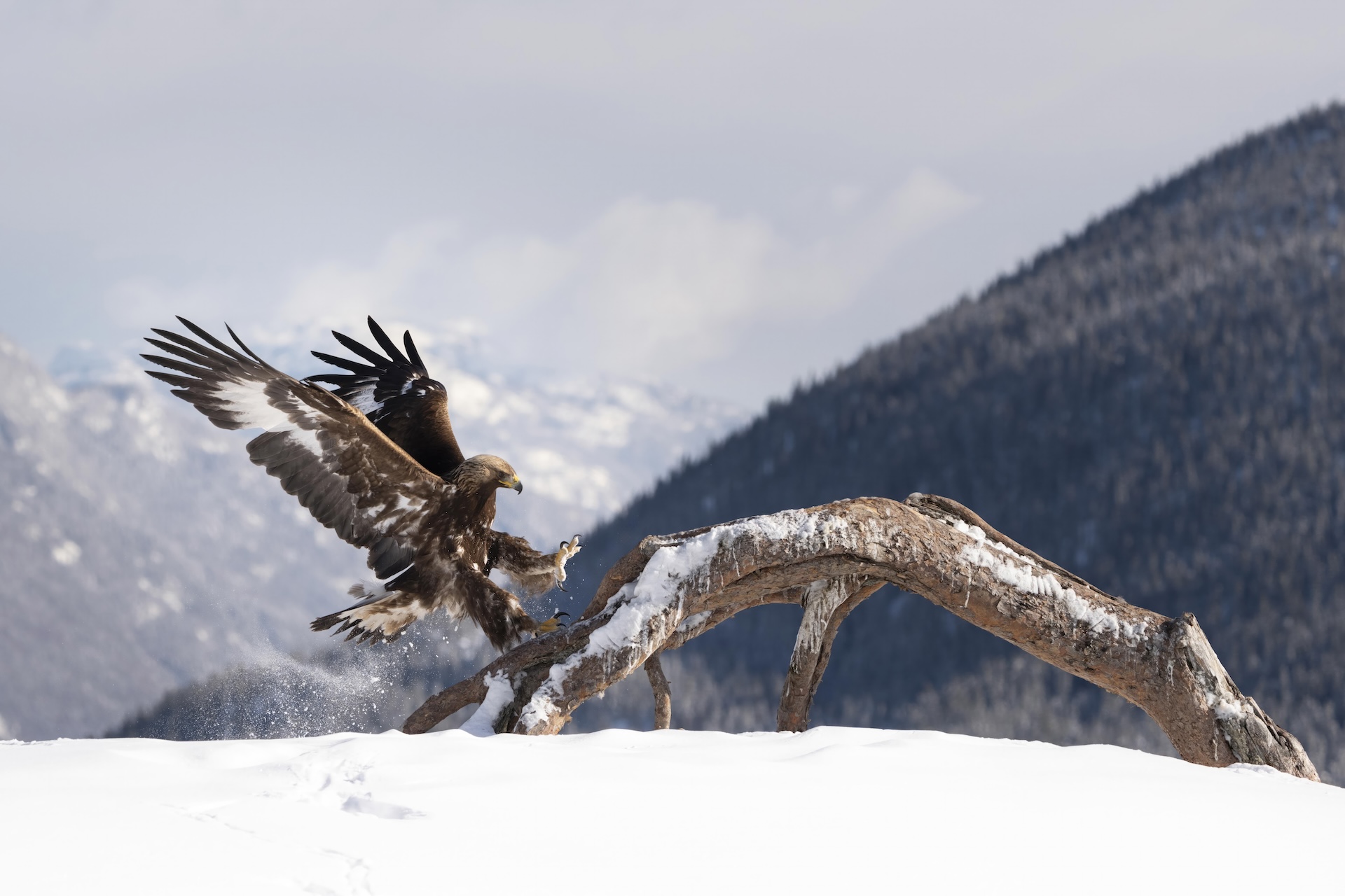 A golden eagle landing on a snow-covered branch in a mountainous landscape