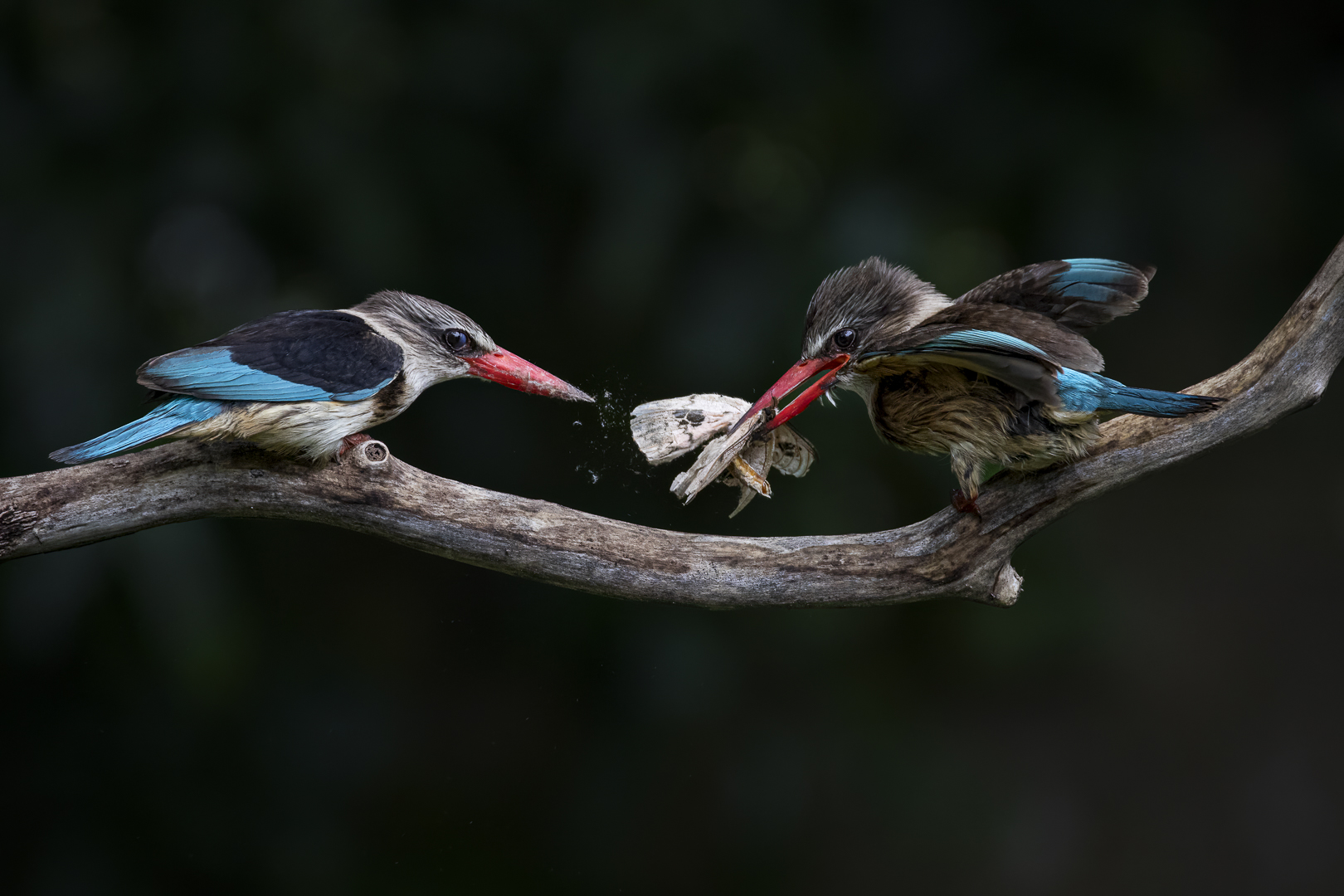 Two kingfishers perched on a branch, one holding an insect in its beak while the other looks on