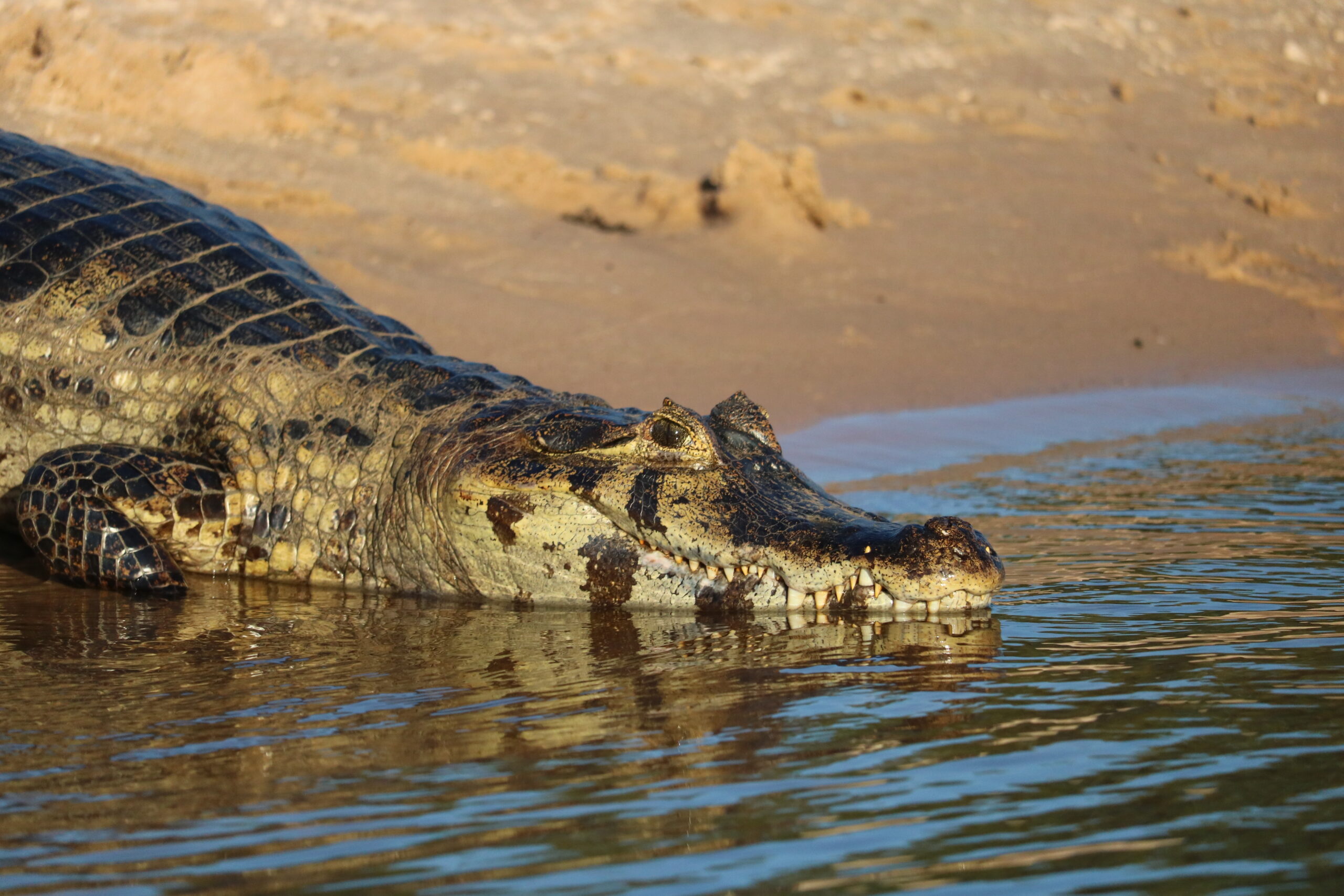 A caiman lying near the water on a sandy riverbank