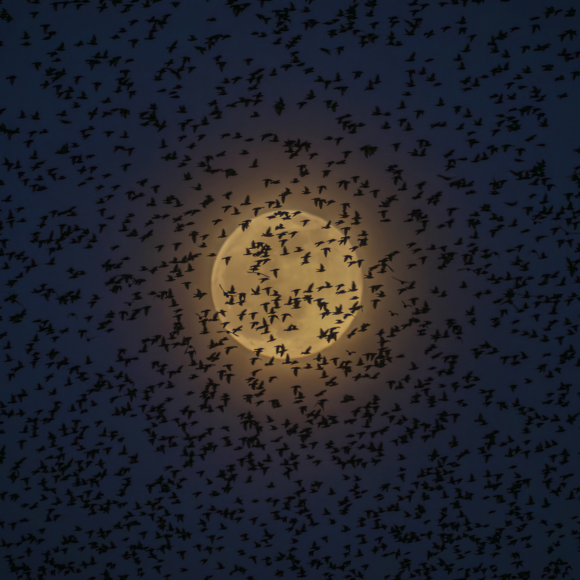 A large flock of birds flying across the full moon at night