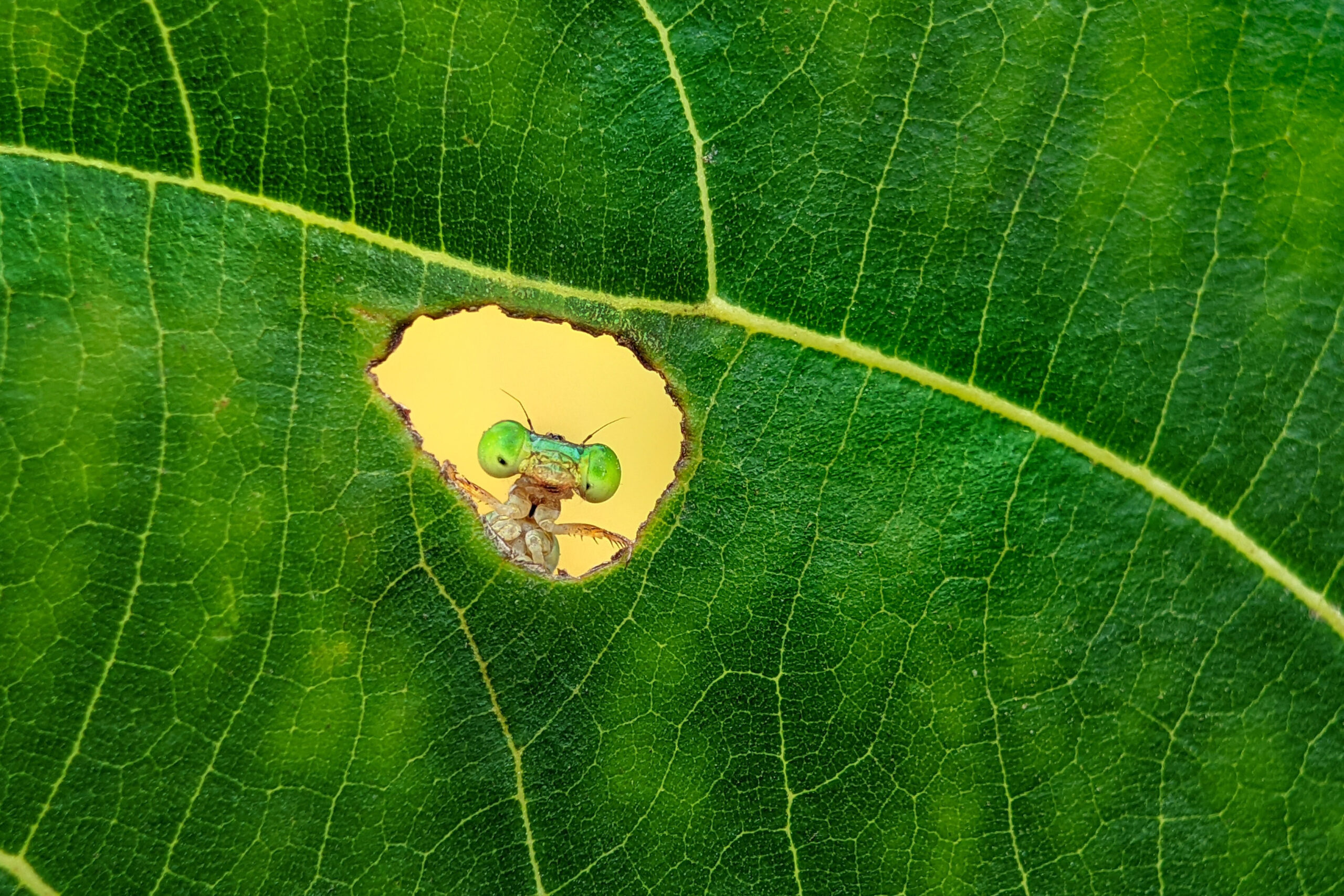 A praying mantis peeking through a hole in a vibrant green leaf