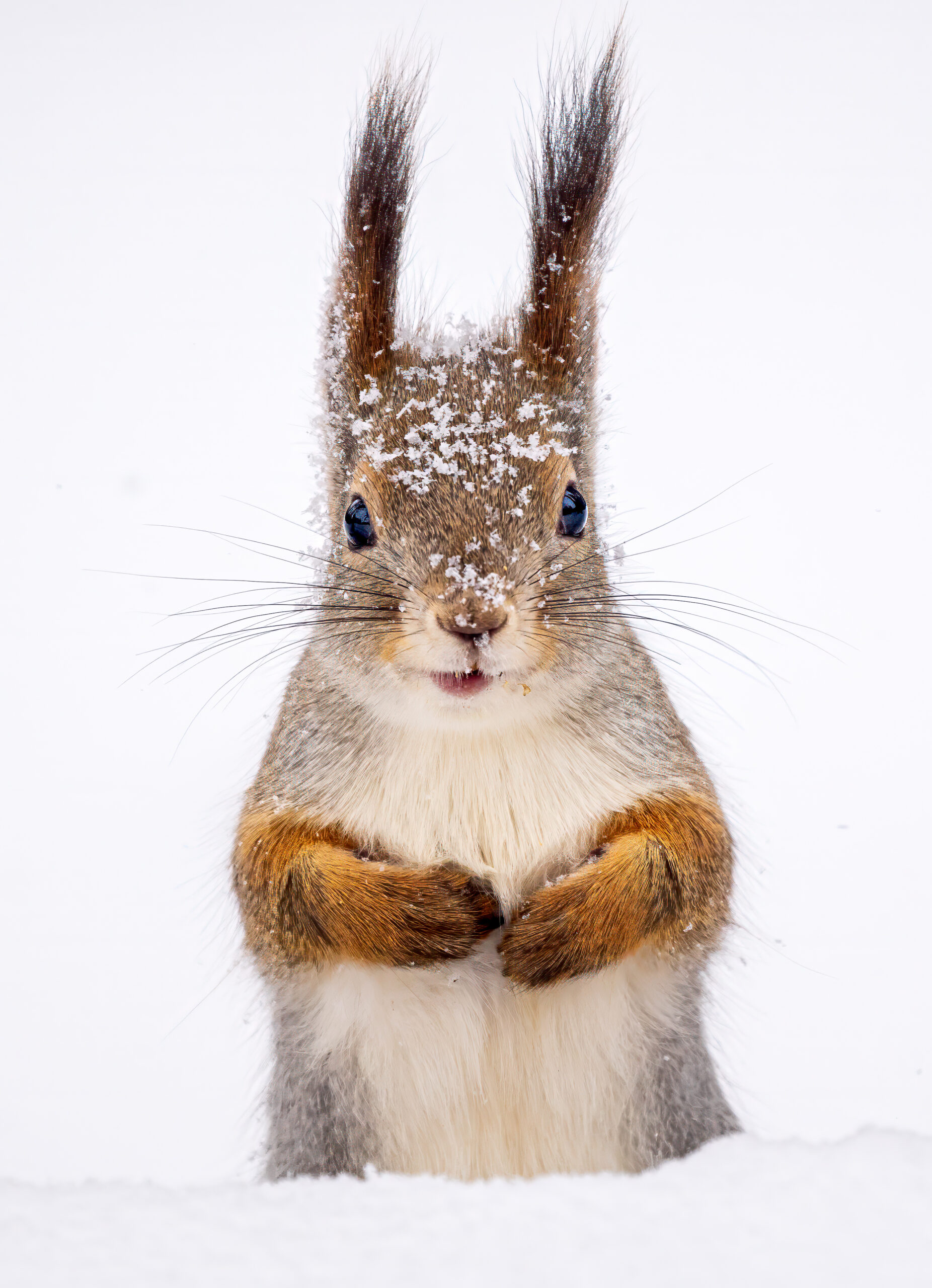 A squirrel with snow on its fur standing in the snow.