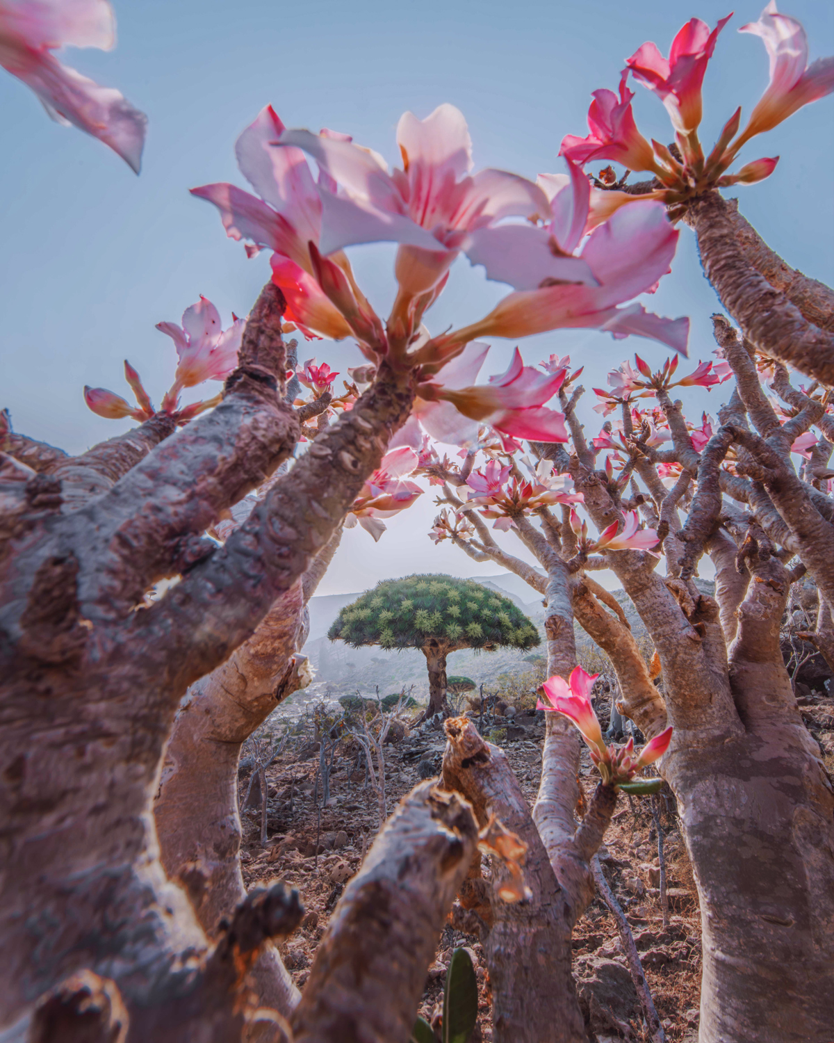 Pink desert rose flowers framing a dragon blood tree in a rocky landscape.