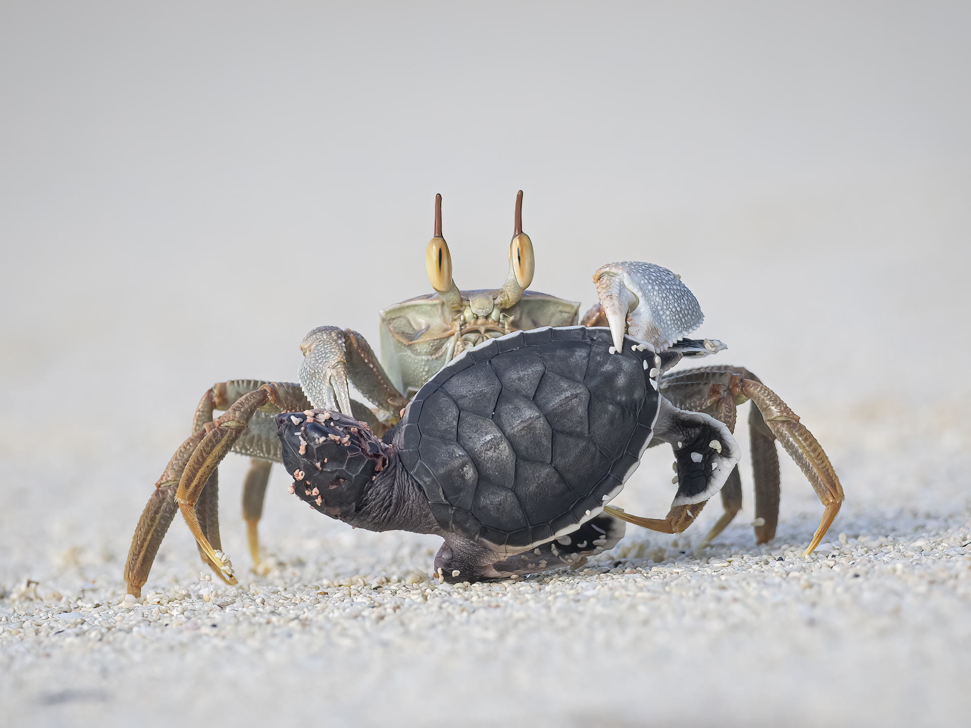 A crab holding a small black turtle hatchling on a sandy beach