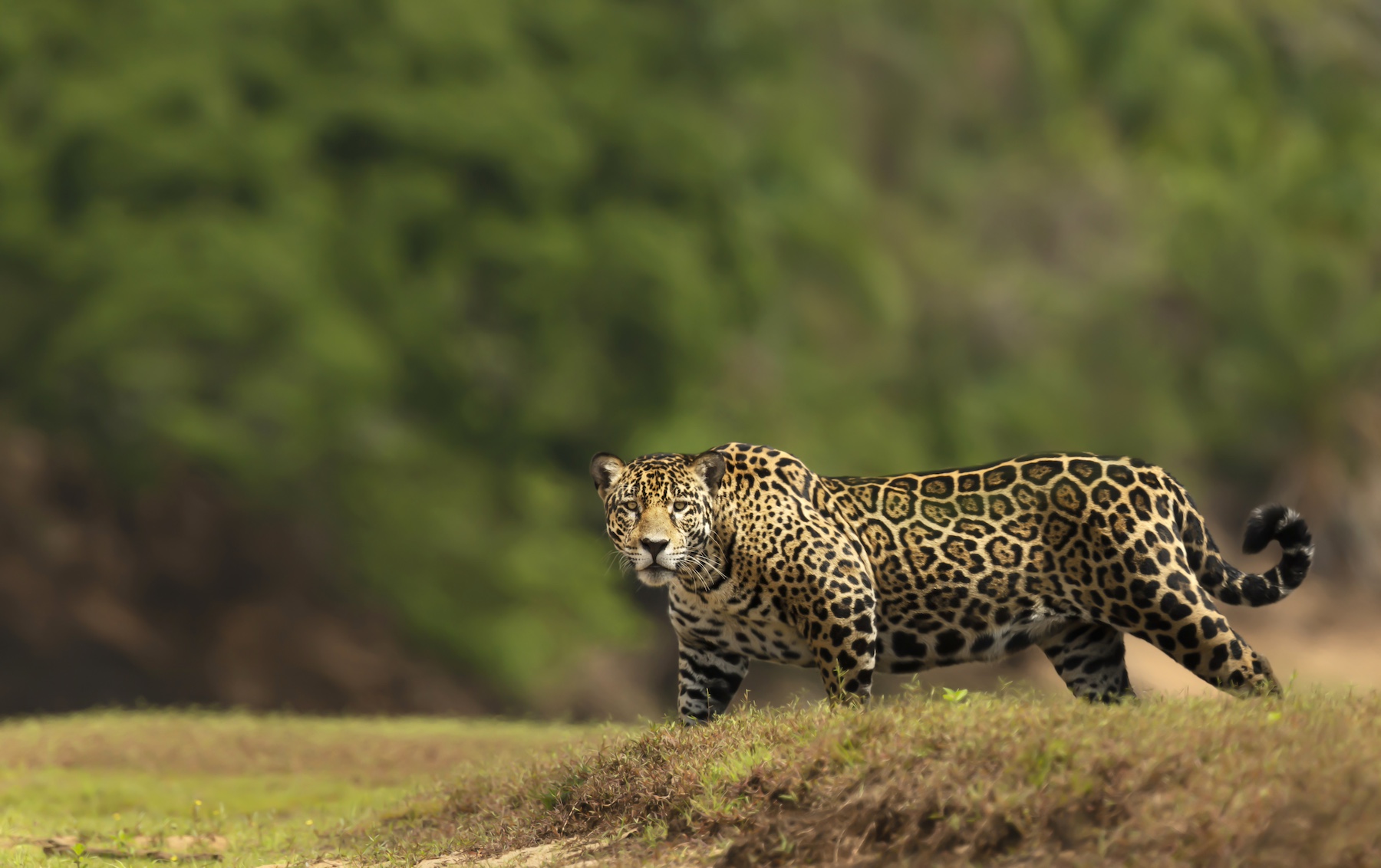 Jaguar Photo Tour