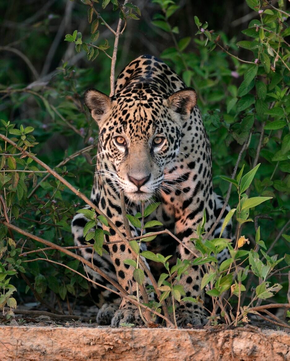 Jaguar, Panthera onca, single mammal in the Pantanal, Brazil