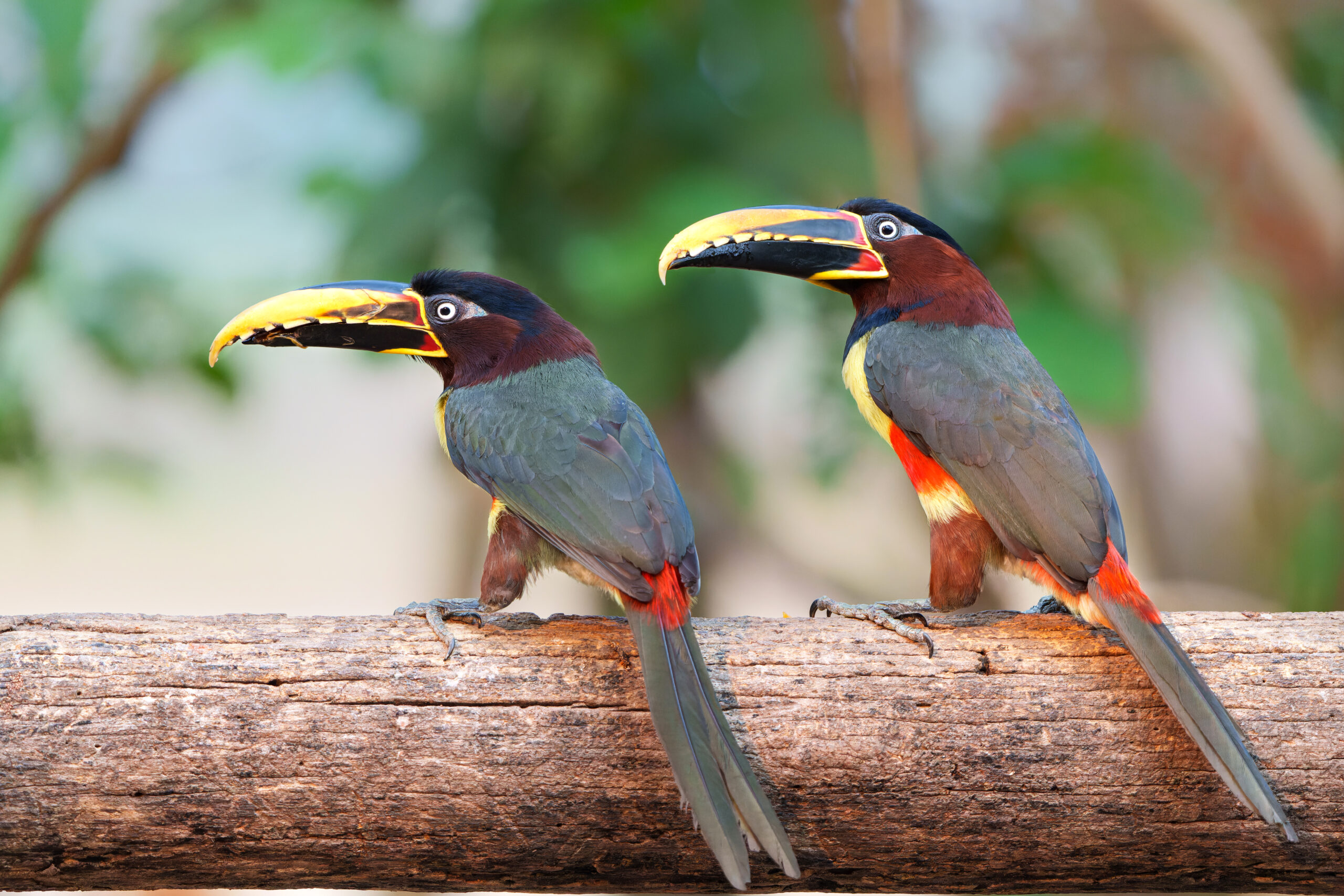 Birds in the Pantanal