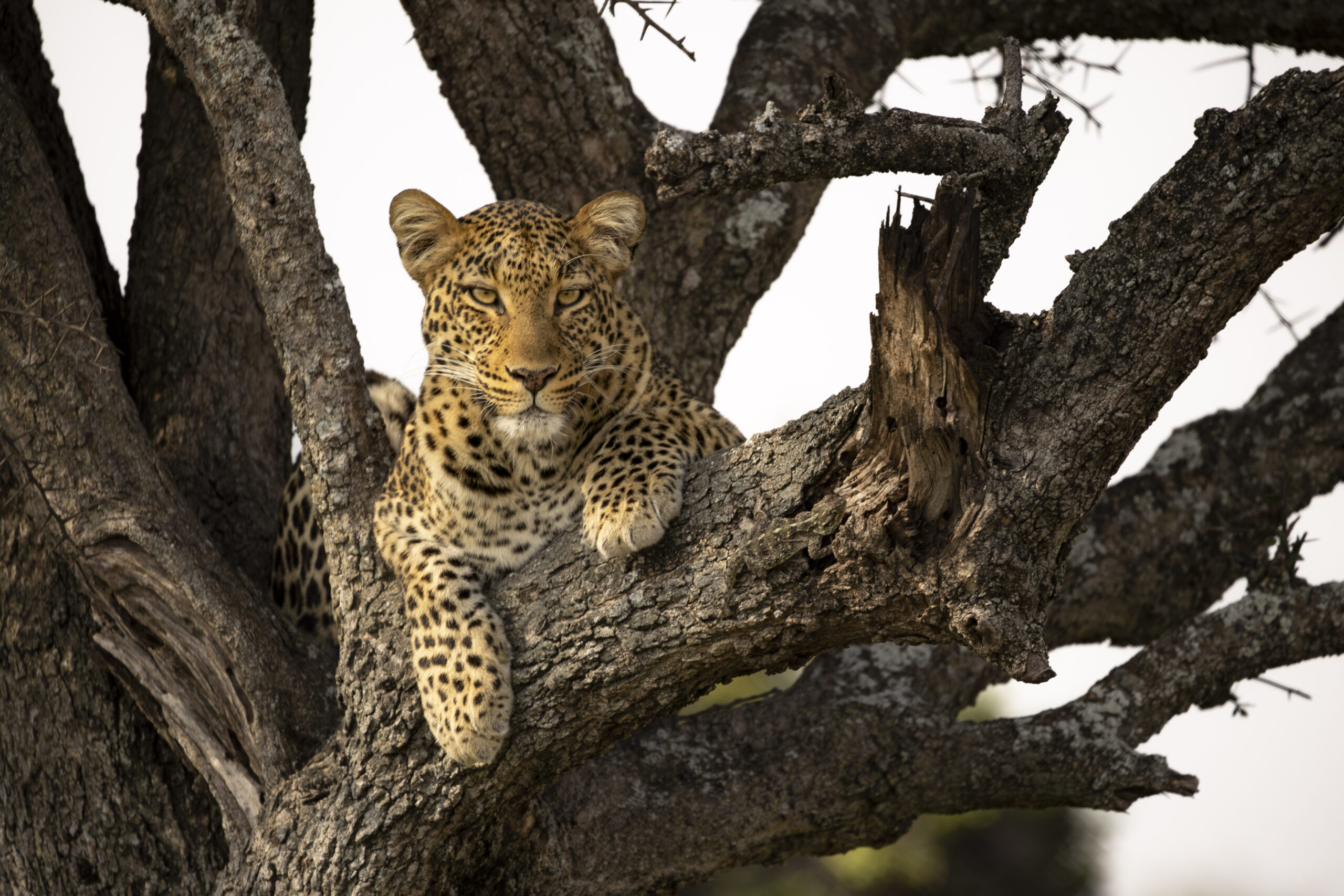 Leopard resting on a tree branch, staring directly ahead with a calm, intense gaze