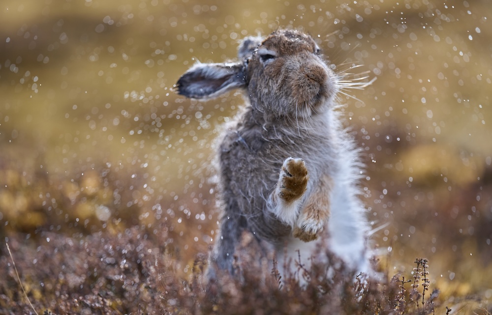 Mountain hare Scotland