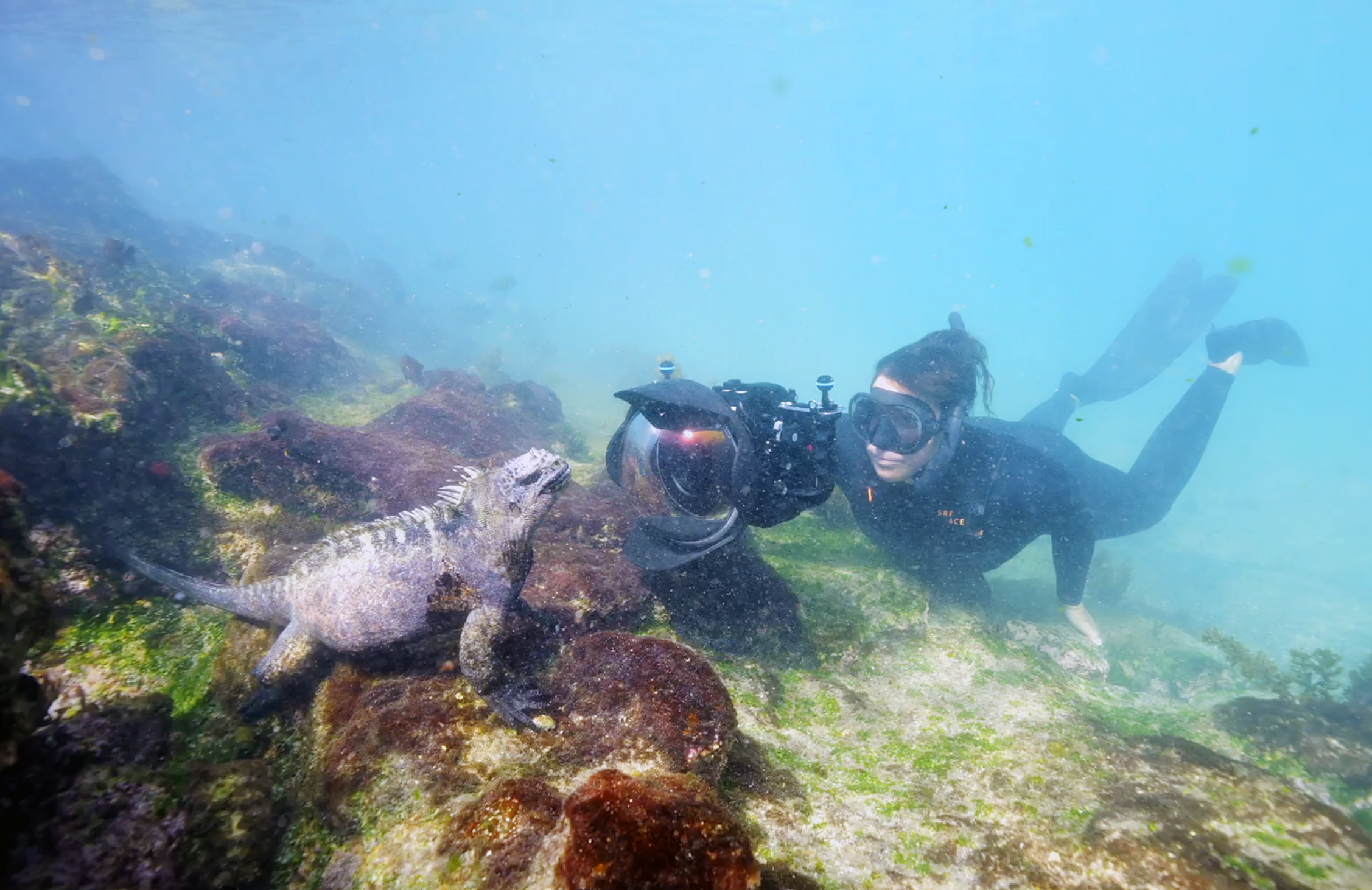 Diver photographing a marine iguana underwater near rocky coral