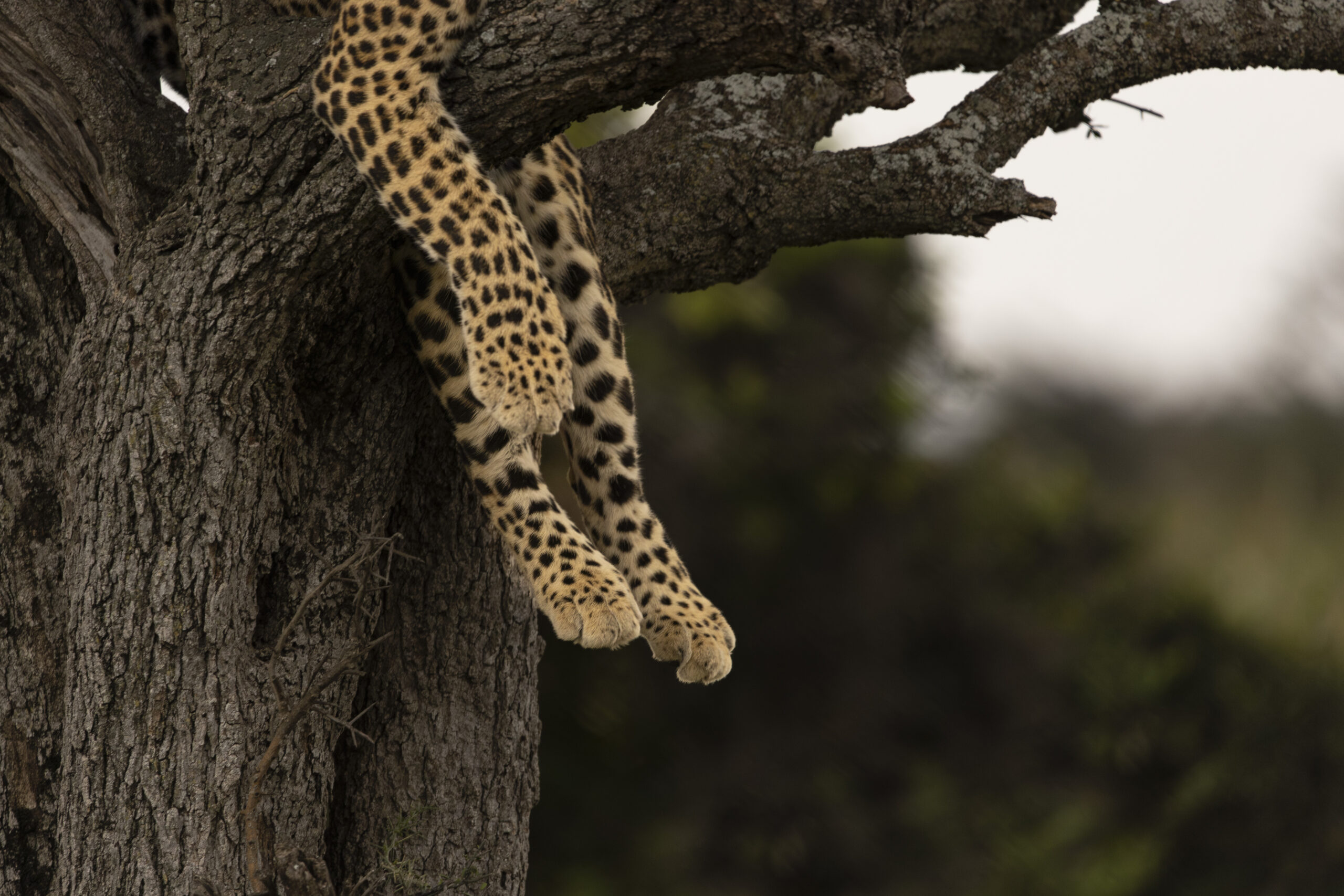 Leopard’s legs hanging down from a tree branch while it rests above