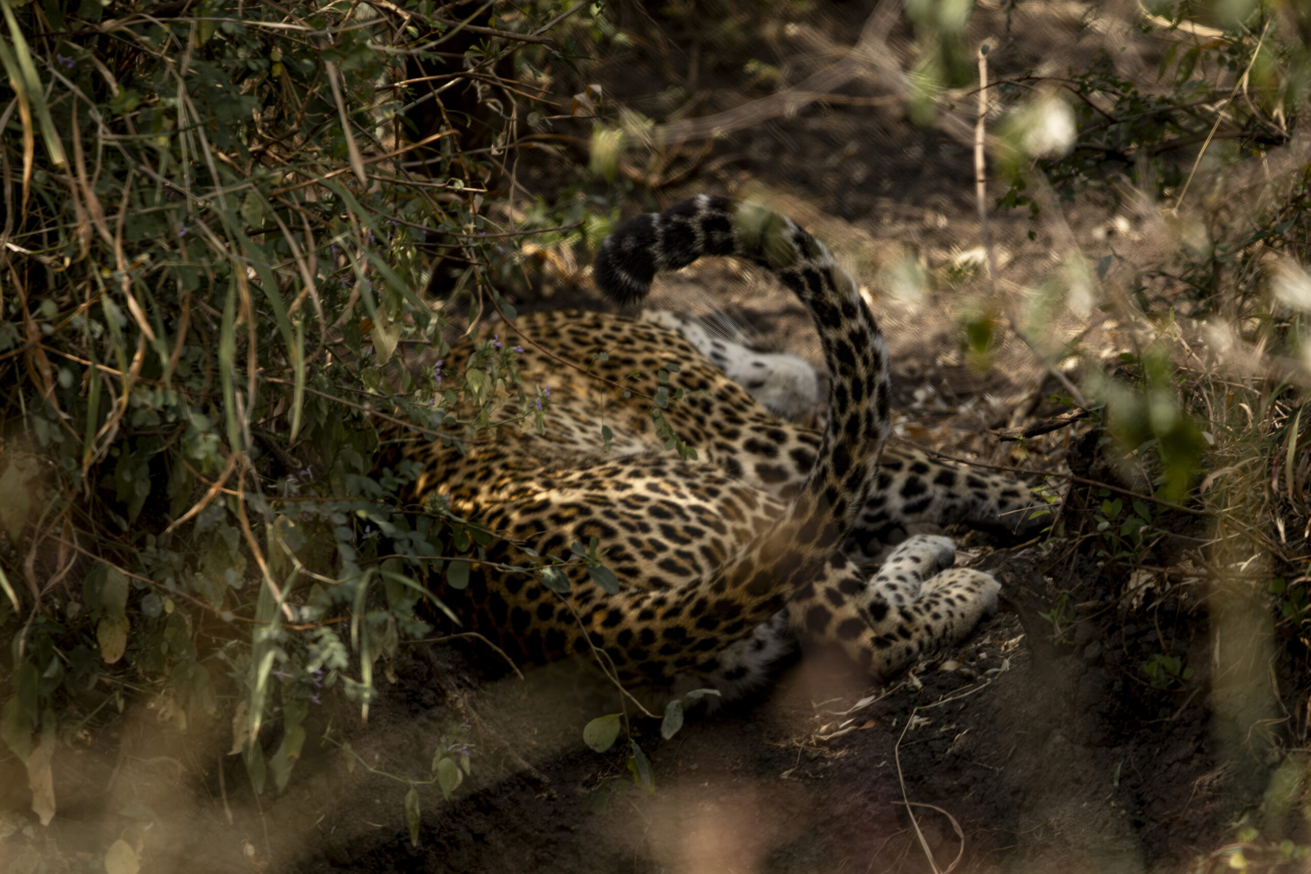 Leopard resting and camouflaged in dense bushes with its tail curled upward