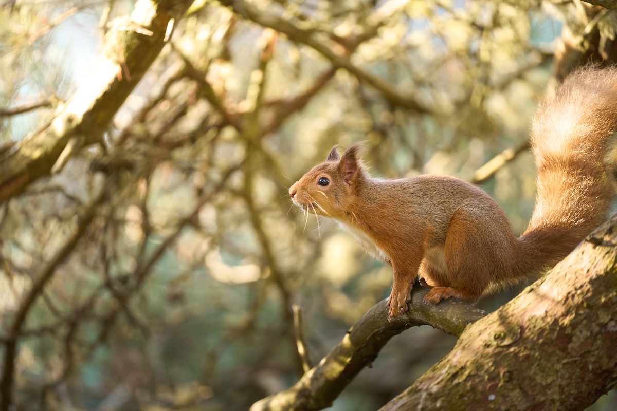 Scotland wildlife photography