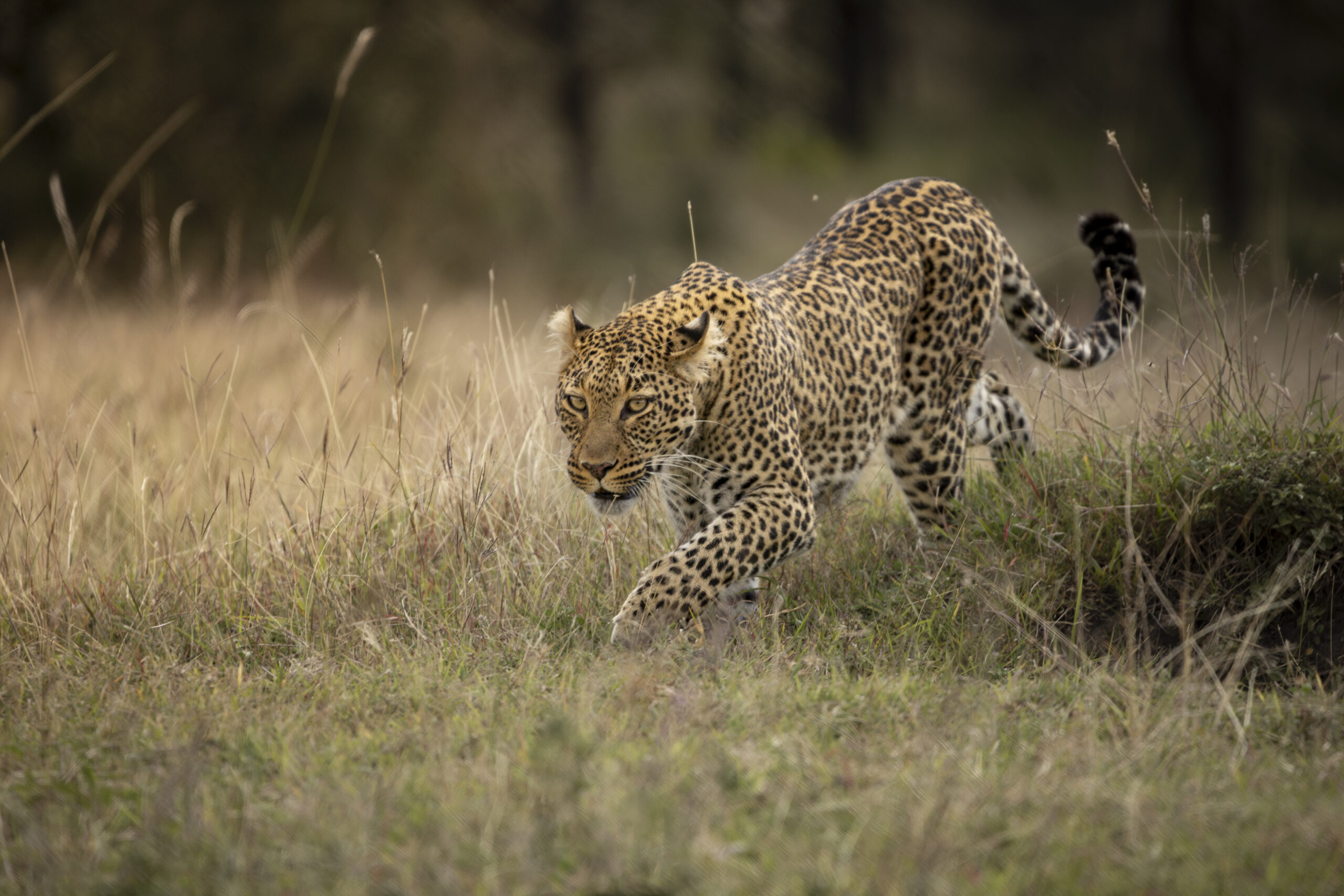 Leopard walking low through tall grass, eyes focused and alert