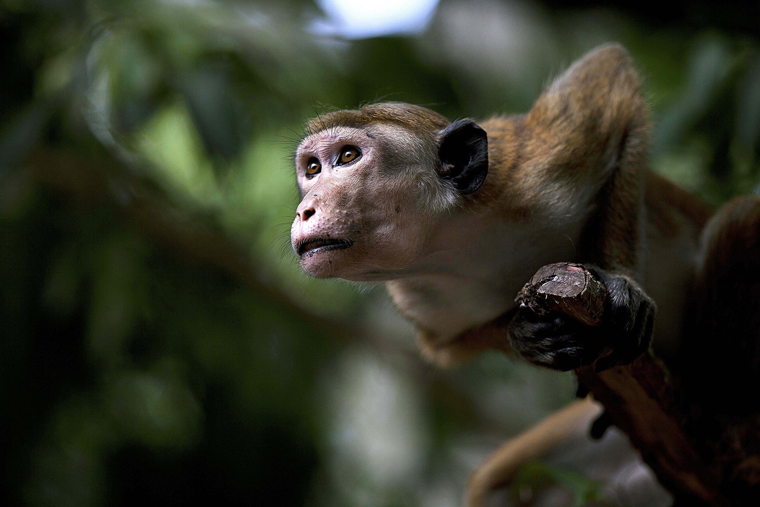 Close-up of a monkey holding a branch and looking into the distance