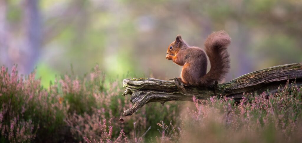 Scotland Wildlife Photography Tour