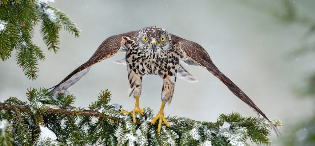 Birds of Prey Photography Workshop, Estonia