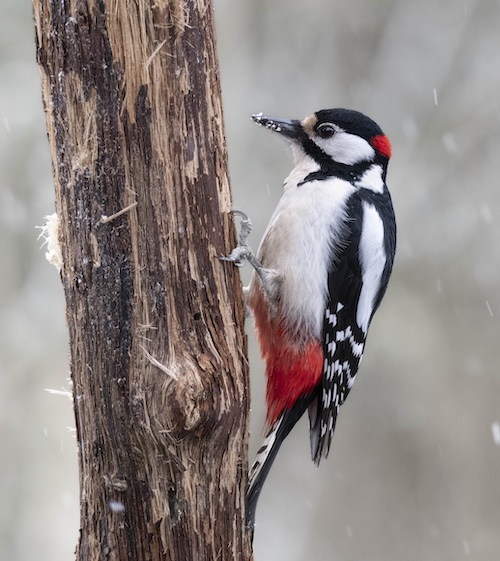 bird photography Estonia
