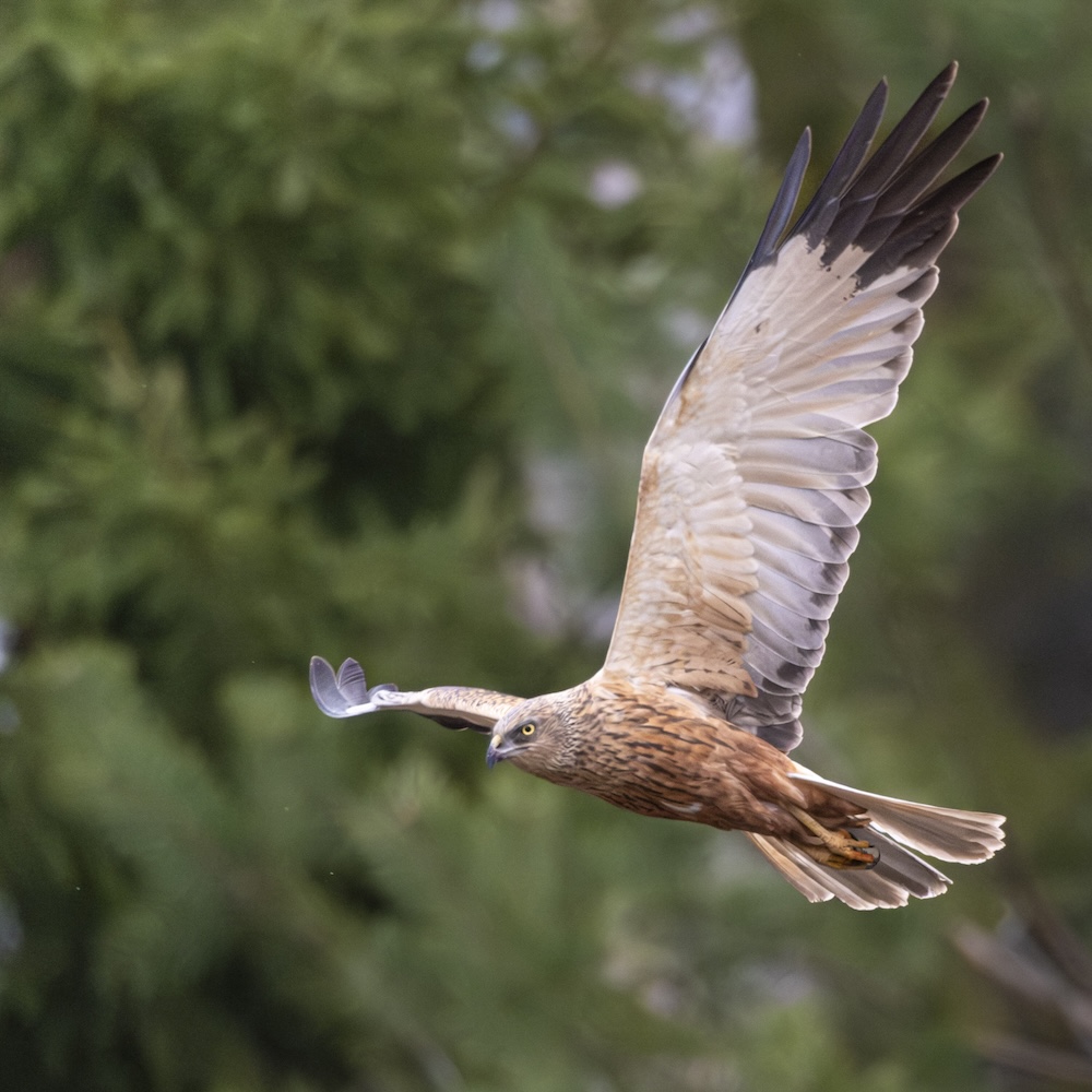 A large bird of prey flying with wings fully spread