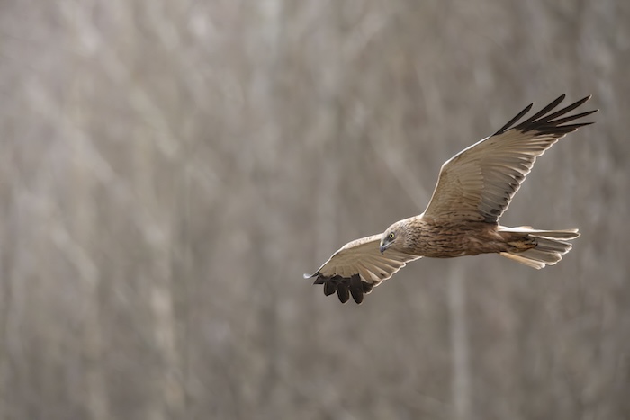 bird of prey photography workshop Estonia