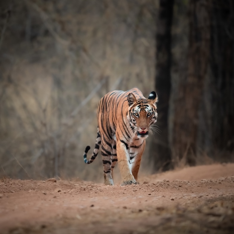 A tiger walks confidently along a dirt trail in the forest