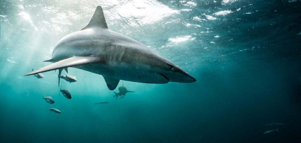 Underwater Photography Workshop, South Africa