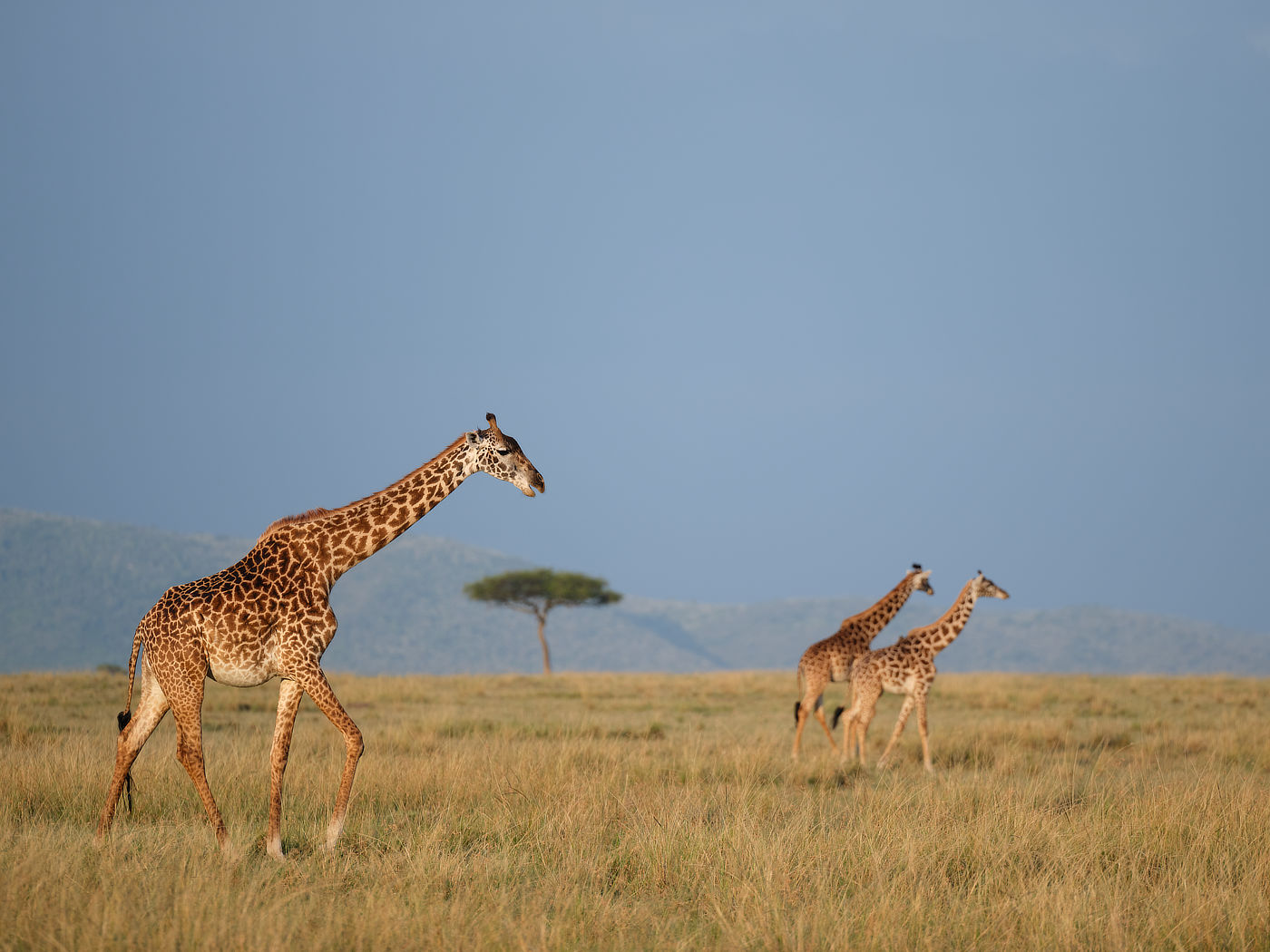Three giraffes walking on open grassland.