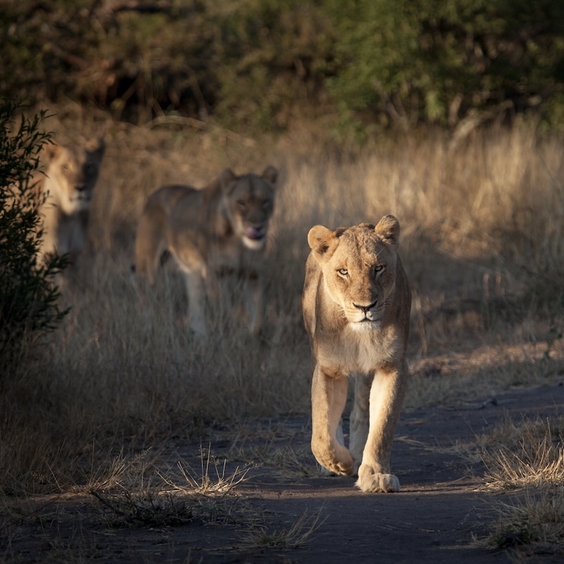 Three lionesses walking through dry grass, one leading in front