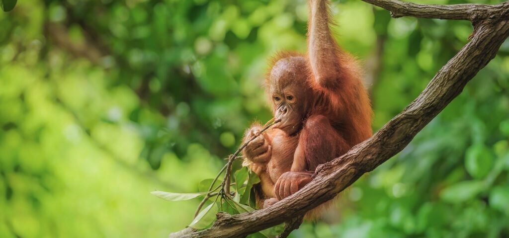 Borneo Wildlife Photography Tour