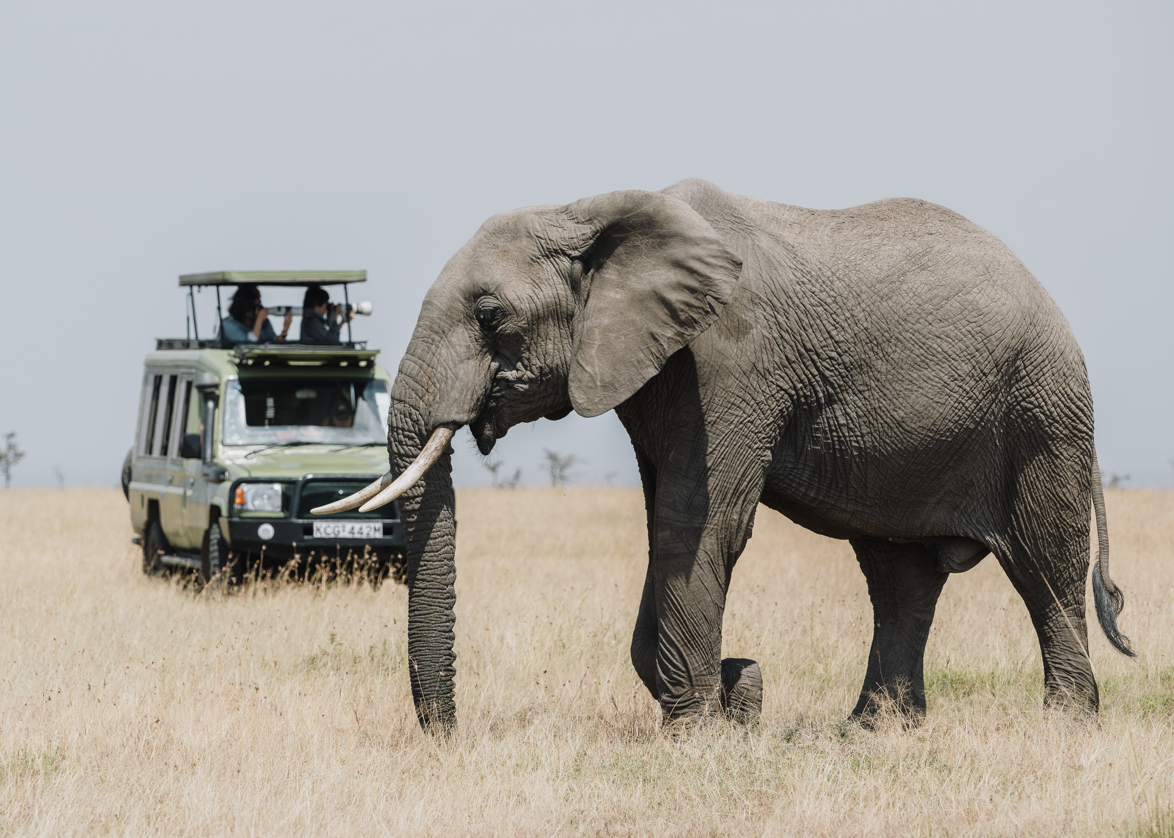 Elephant walking near a safari vehicle in the grass