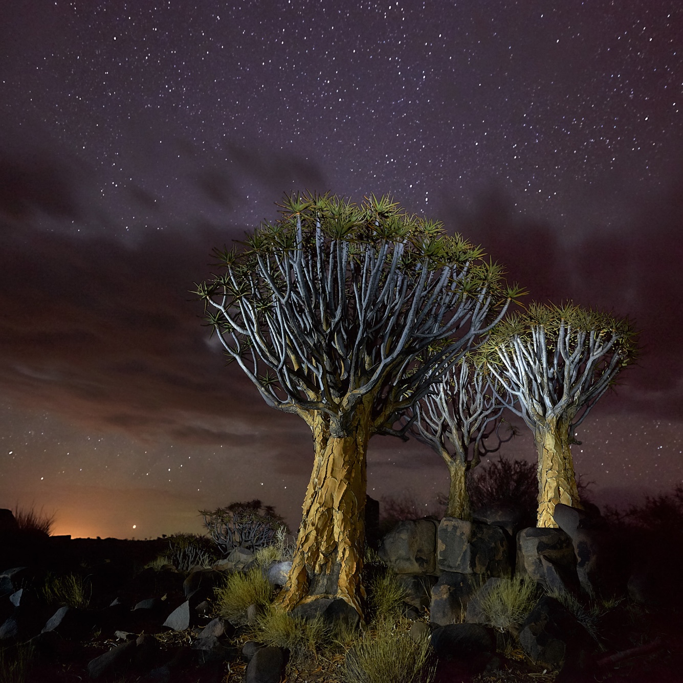 Quiver trees under a starry night sky