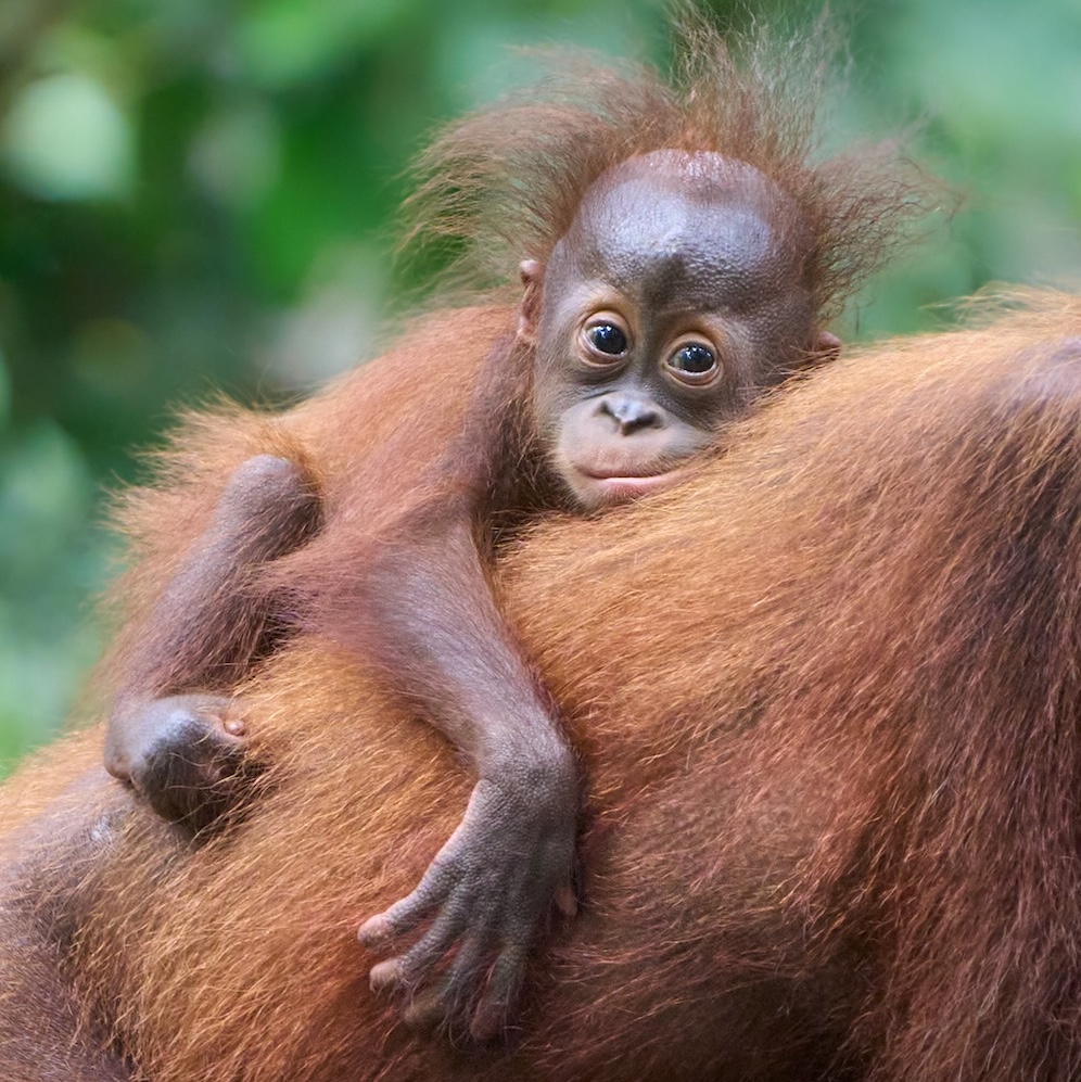 A baby orangutan hugs its mother and looks at the camera
